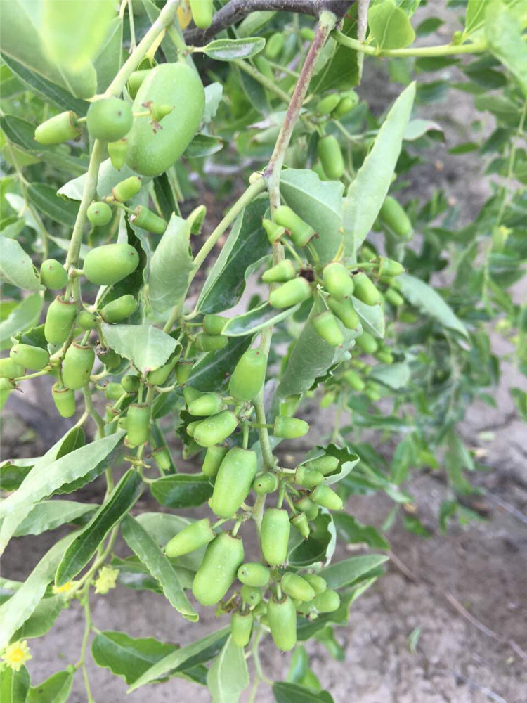新鲜枣和枣树